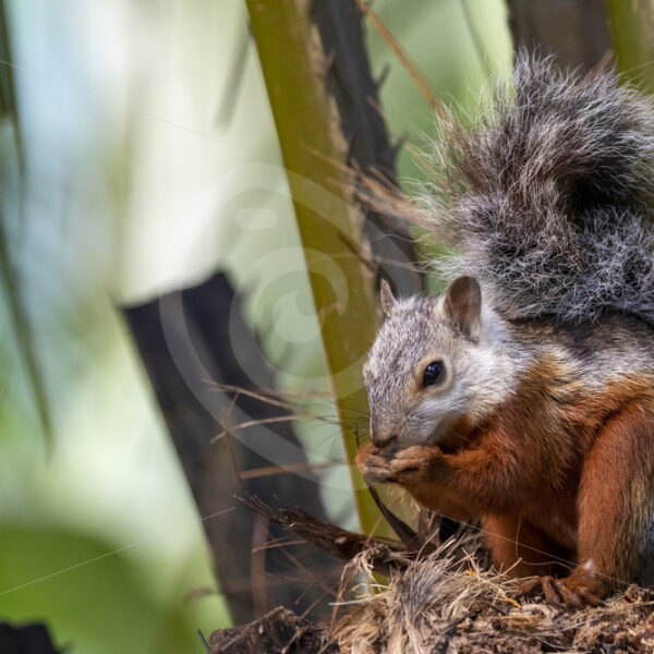 Variegated squirrel eating some palm tree nuts in Costa Rica - Nature Stock Photo Agency