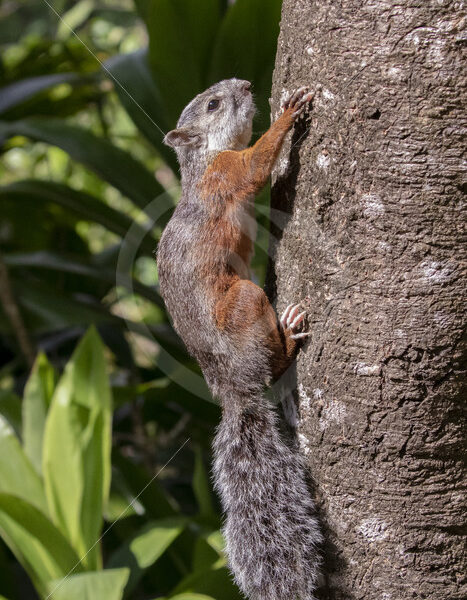 Variegated squirrel hanging in a tree in Puntarenas, Costa Rica - Nature Stock Photo Agency