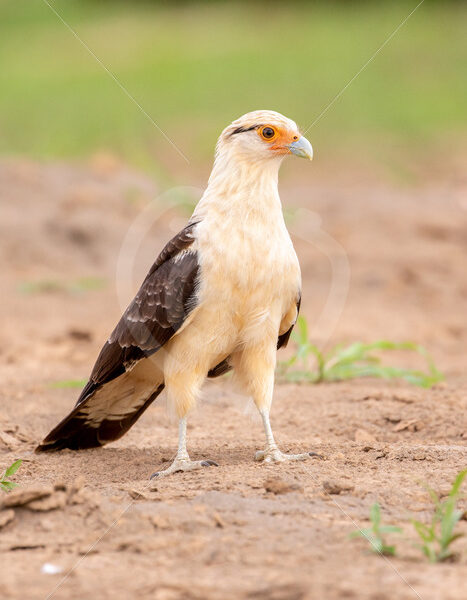 Yellow-headed caracara near Tarcoles, Costa Rica - Nature Stock Photo Agency
