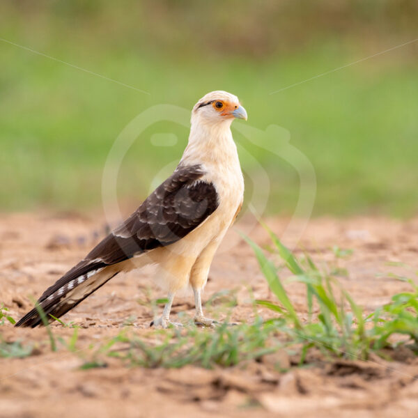 Yellow-headed caracara on the shores of the Tarcoles river, Putarenas, Costa Rica - Nature Stock Photo Agency