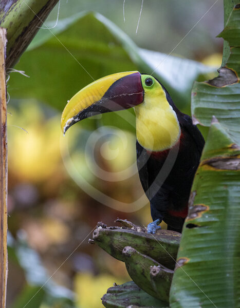 Yellow-throated toucan enjoying bananas, Puntarenas, Costa Rica - Nature Stock Photo Agency