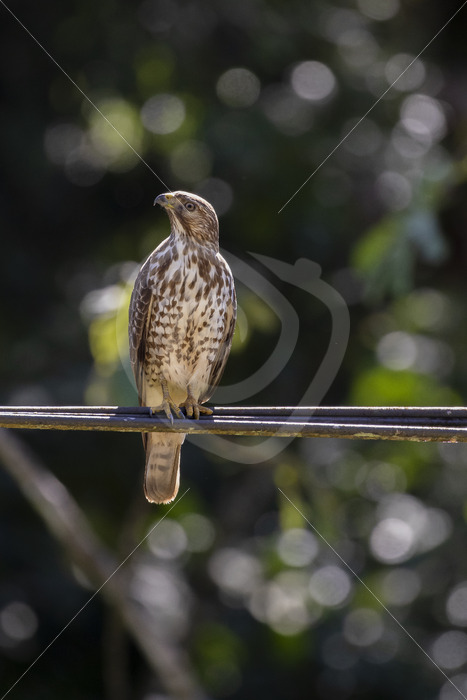 A broad-winged hawk (Buteo platypterus) in Parque Nacional Volcán Arenal, Costa Rica - Nature Stock Photo Agency