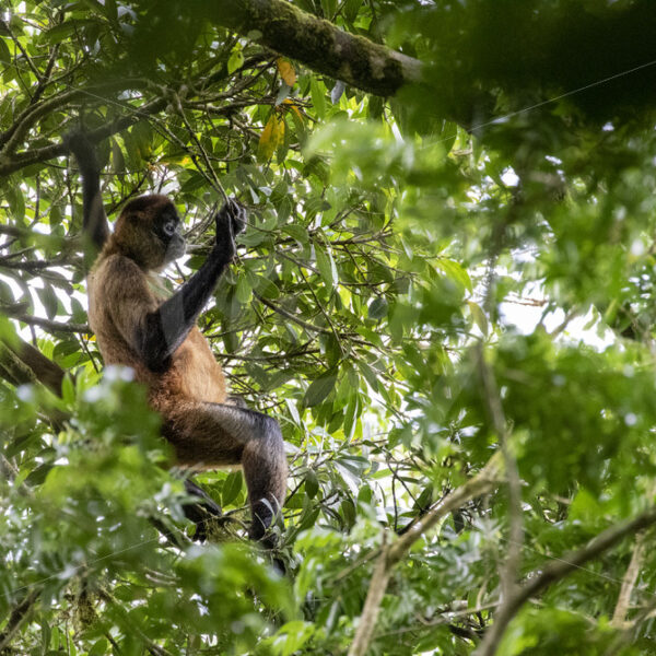 A Geoffroy’s spider monkey high in the trees, Mystico Parc, La Fortuna, Costa Rica - Nature Stock Photo Agency