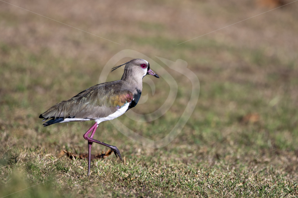 A southern lapwing (Vanellus chilensis) in Bahia Herradura, Costa Rica - Nature Stock Photo Agency