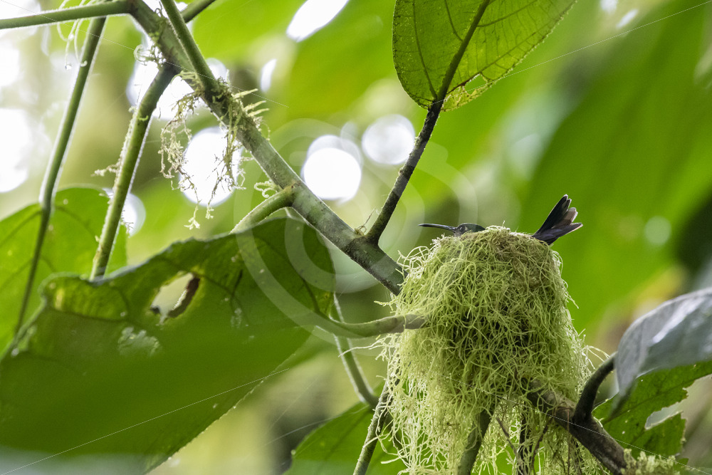 A Violet-headed hummingbird (Klais guimeti) on its nest made of mosses, Mystico Bridges, Arenal, Costa Rica - Nature Stock Photo Agency