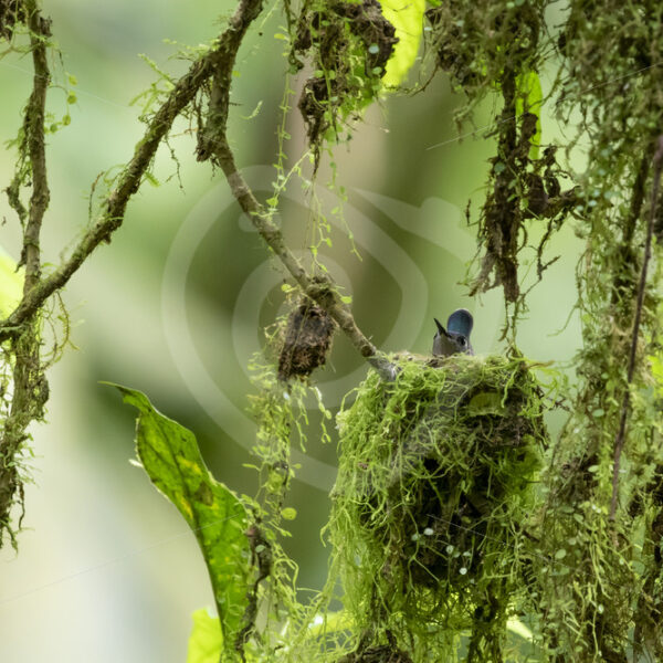 A Violet-headed hummingbird (Klais guimeti) sitting on its nest made of mosses, Mystico Bridges, Arenal, Costa Rica - Nature Stock Photo Agency