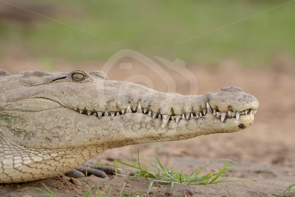 American crocodile (Crocodylus acutus) in the delta of the Tarcoles river, Puntarenas, Costa Rica - Nature Stock Photo Agency