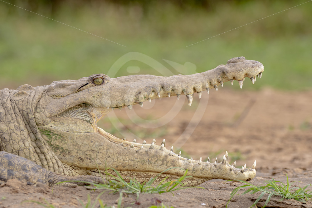 American crocodile (Crocodylus acutus) on the shores of the Tarcoles river, Puntarenas, Costa Rica - Nature Stock Photo Agency