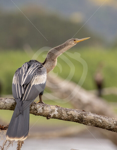Anhinga (Anhinga anhinga) on a branch in the Tarcoles river, Puntarenas, Costa Rica - Nature Stock Photo Agency