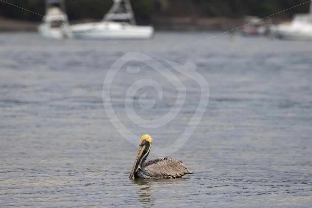 Brown pelican in the Bahia Herradura, Pacific coast of Costa Rica - Nature Stock Photo Agency