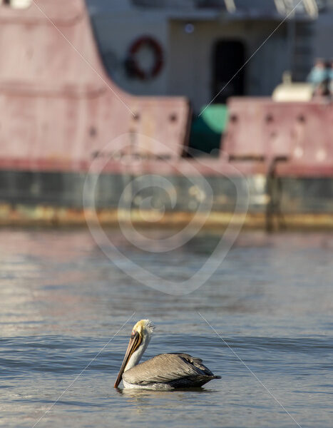 Brown pelican (Pelecanus occidentalis carolinensis) floating in front of a ship in Bahia Herradura, Costa Rica - Nature Stock Photo Agency