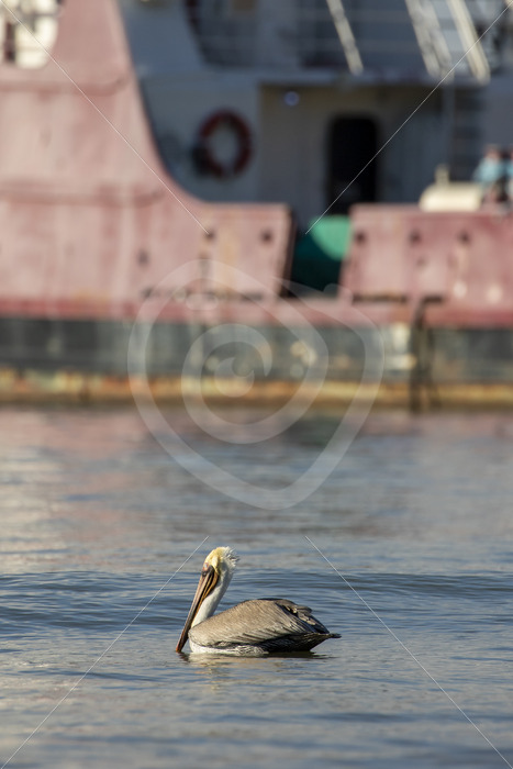Brown pelican (Pelecanus occidentalis carolinensis) floating in front of a ship in Bahia Herradura, Costa Rica - Nature Stock Photo Agency