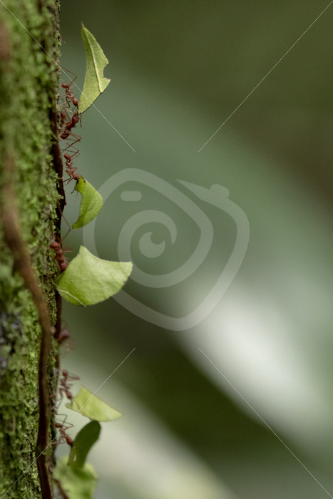 Leafcutter ants (Atta cephalotes) on a mossy trunc, La Fortuna, Costa Rica - Nature Stock Photo Agency