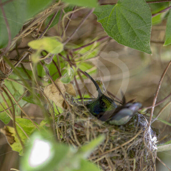 Lesser violetear hummingbird (Colibri cyanotus) sitting on its nest, Savegre, Costa Rica - Nature Stock Photo Agency