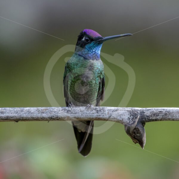 Male Magnificent hummingbird showing its colors near Savegre, Costa Rica - Nature Stock Photo Agency
