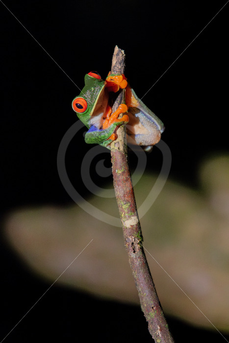 Red-eyed tree frog (Agalychnis callidryas) in the rainforest, La Fortuna, Costa Rica - Nature Stock Photo Agency