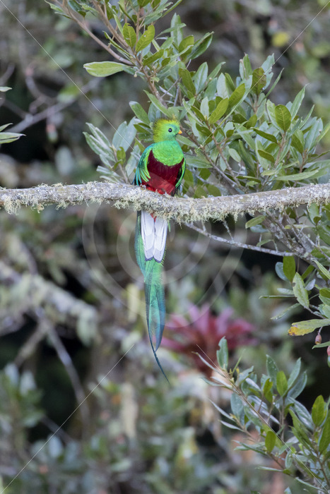 Resplendent Quetzal (Pharomachrus mocinno), Savegre valley, San Gerardo de Dota, Costa Rica - Nature Stock Photo Agency