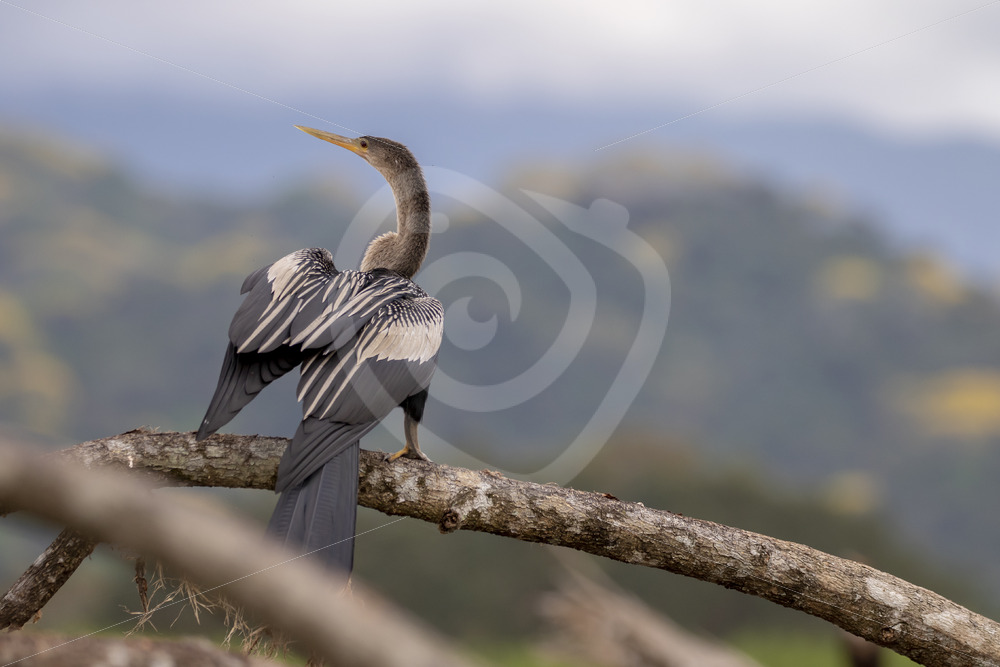 Snakebird or anhinga on a branch in the Tarcoles river, Puntarenas, Costa Rica - Nature Stock Photo Agency
