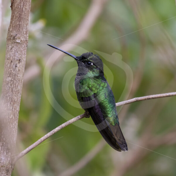 Talamanca hummingbird or admirable hummingbird (Eugenes spectabilis), Savegre valley, Costa Rica - Nature Stock Photo Agency