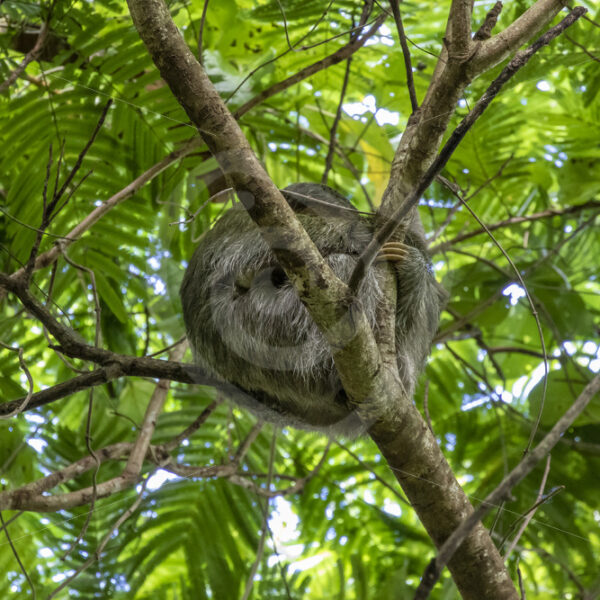 Three-toed sloth (Bradypus variegatus) sleeping high in the trees in La Fortuna, Arenal region, Costa Rica - Nature Stock Photo Agency