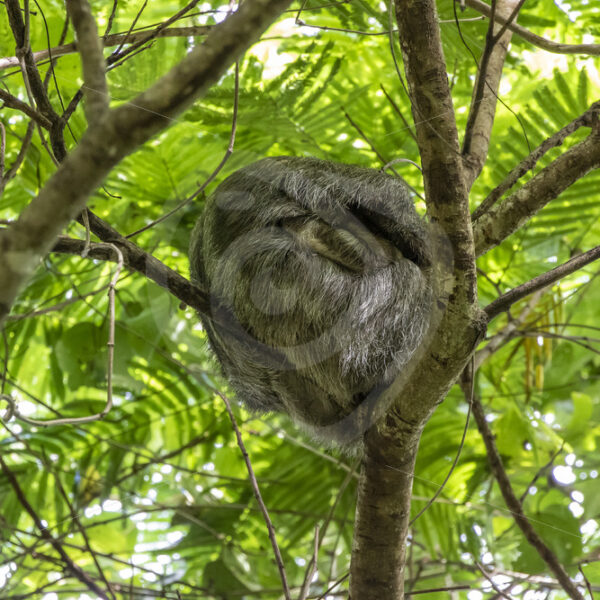 Three-toed sloth (Bradypus variegatus) sleeping in a tree in La Fortuna, Arenal region, Costa Rica - Nature Stock Photo Agency