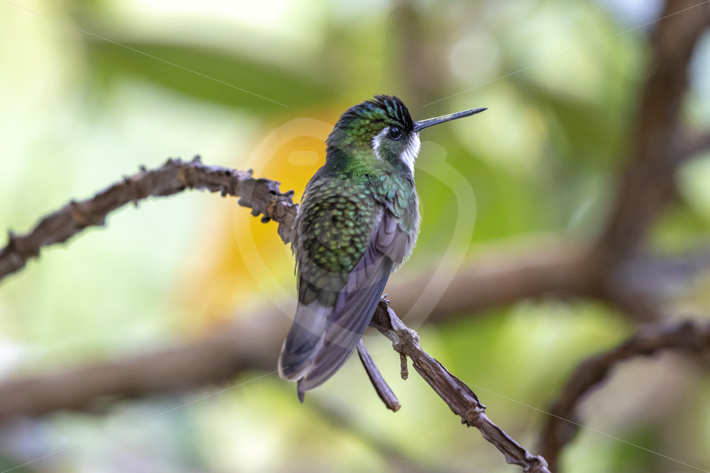 White-throated mountain-gem (Lampornis castaneoventris), Savegre valley, Costa Rica - Nature Stock Photo Agency