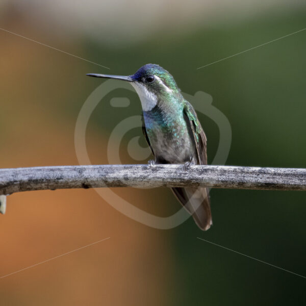 White-throated mountaingem (Lampornis castaneoventris), Savegre, Costa Rica - Nature Stock Photo Agency