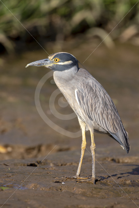 Yellow-crowned night heron (Nyctanassa violacea) on the shores of the Tarcoles River, Costa Rica - Nature Stock Photo Agency