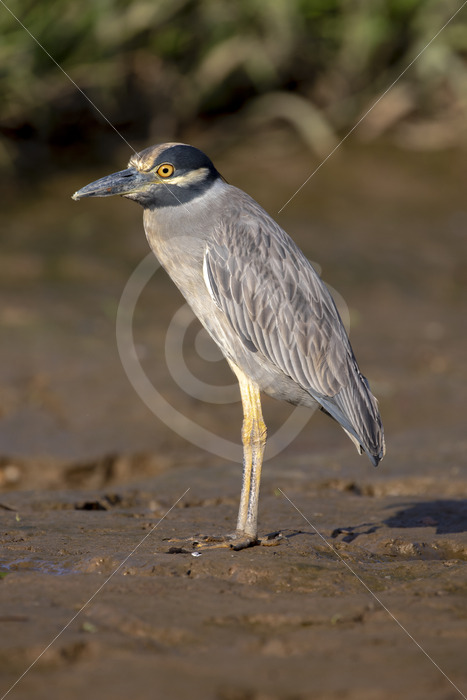 Yellow-crowned night heron on the shores of the Tarcoles River, Costa Rica - Nature Stock Photo Agency
