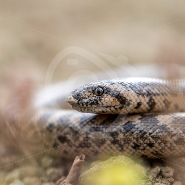 An Erycinae, also known as the Old World sand boa on Lesvos, Greece - Nature Stock Photo Agency