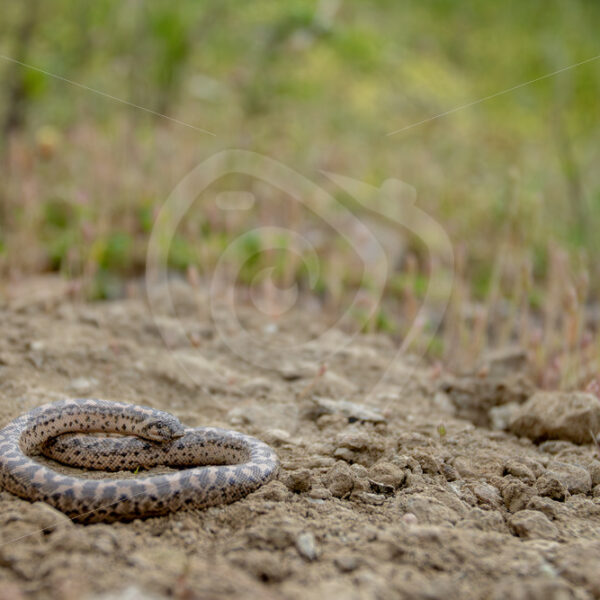 An Erycinae or sand boa in its habitat on Lesvos, Greece - Nature Stock Photo Agency
