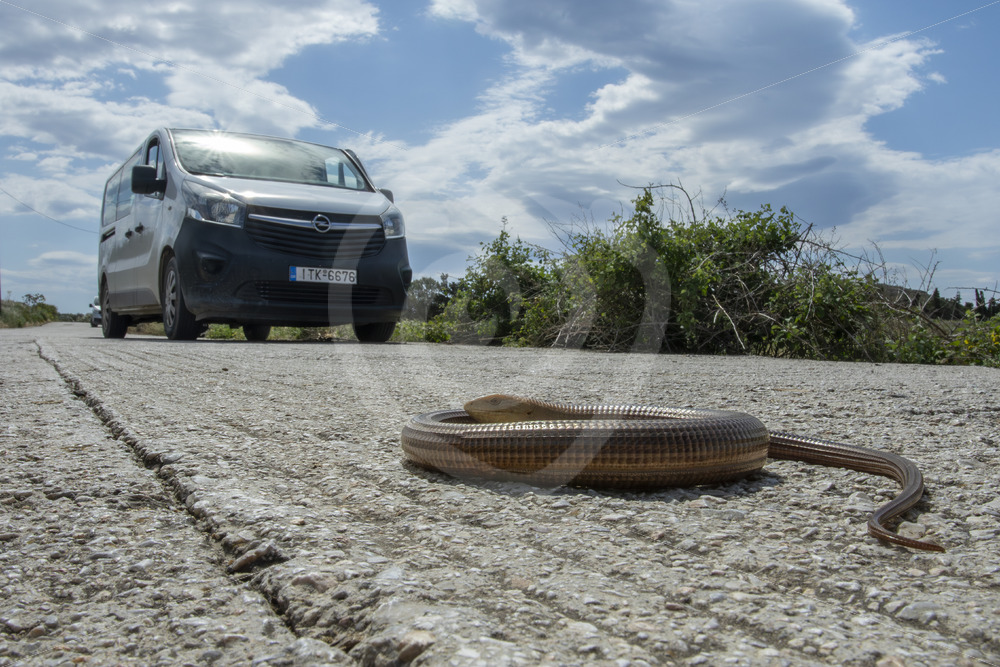 European Glass Lizard (Sheltopusik) on the road, Lesvos Island, Greece - Nature Stock Photo Agency