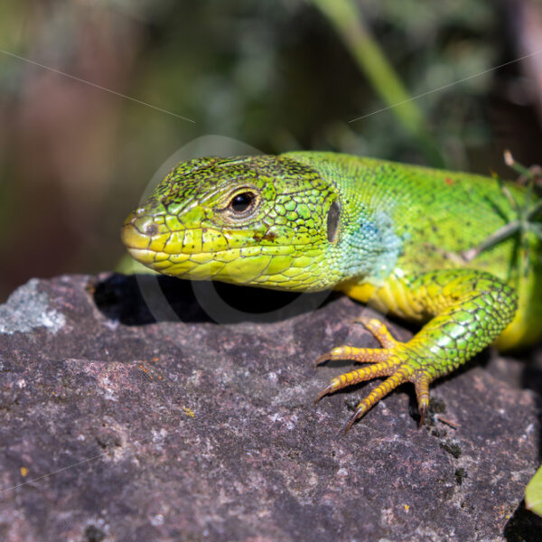 European male green lizard (Lacerta viridis) in Kalloni, Lesvos, Greece - Nature Stock Photo Agency
