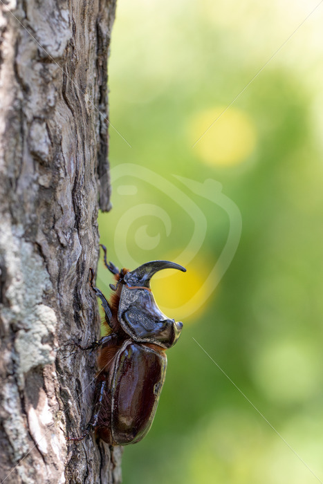 European rhinoceros beetle (Oryctes nasicornis) climbing on a trunk, Greece - Nature Stock Photo Agency