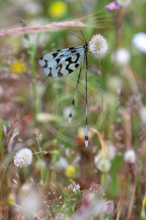 Grecian streamertail (Nemoptera coa) in a Meditteranean field, Lesvos Island, Greece - Nature Stock Photo Agency
