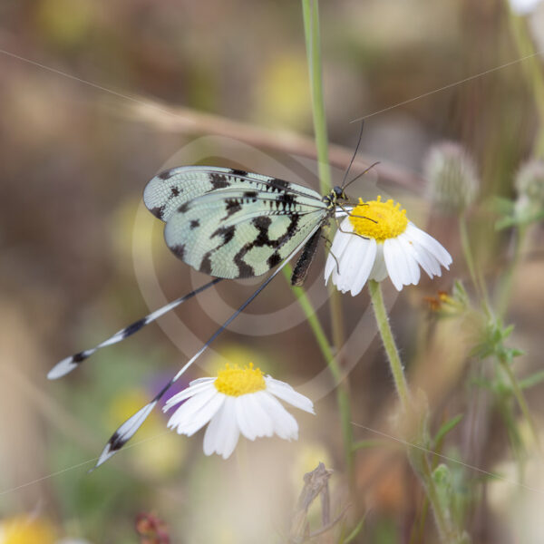 Grecian streamertail (Nemoptera coa) on a daisy, Lesvos, Greece - Nature Stock Photo Agency