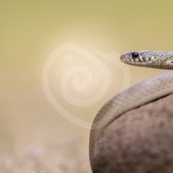 Light Ring-Headed Dwarf Snake on the island of Lesvos, Greece - Nature Stock Photo Agency