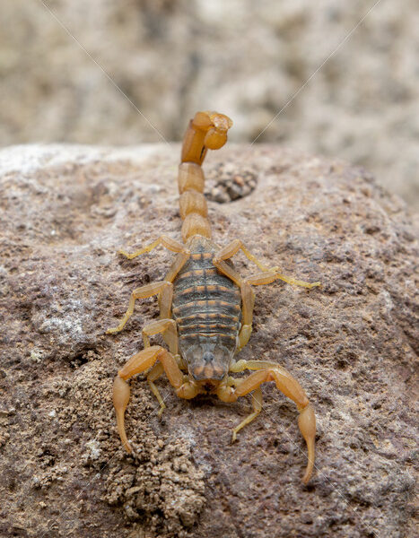 Mediterranean Checkered Scorpion in Lesvos, Greece - Nature Stock Photo Agency
