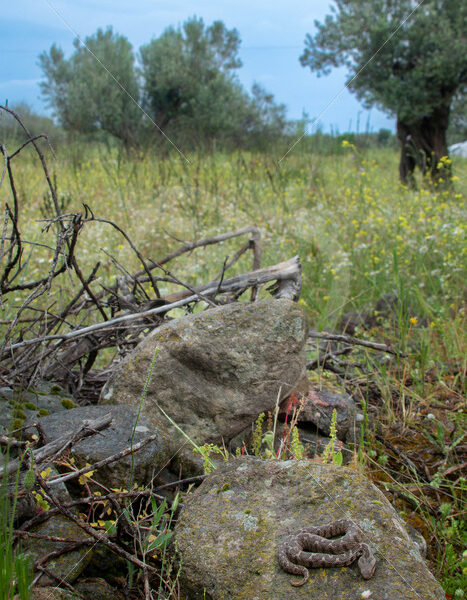 Ottoman viper (Montivipera xanthina) in its natural habitat on the island of Lesbos, Greece - Nature Stock Photo Agency