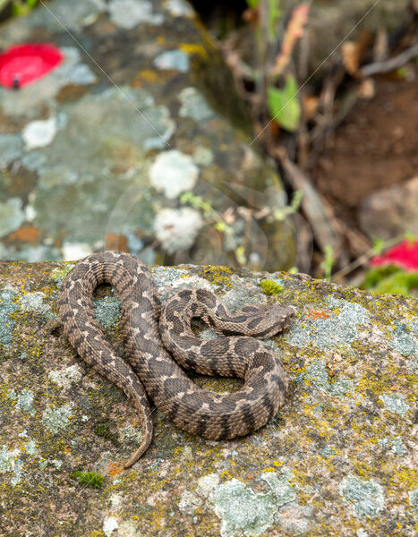 Ottoman viper warming up on a rock in Lesbos, Greece - Nature Stock Photo Agency