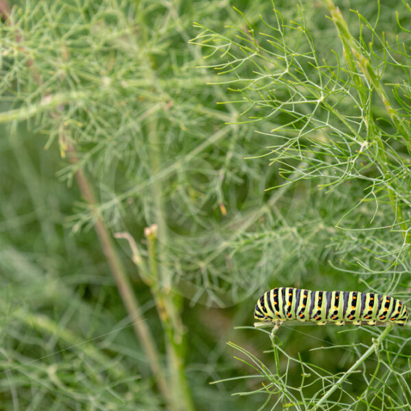 Papilio machaon caterpillar on a fennel, Lesvos, Greek Islands - Nature Stock Photo Agency