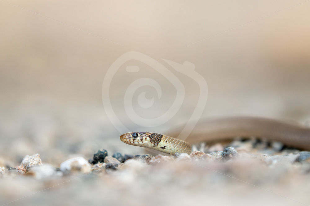 Ring-Headed Dwarf Snake (Eirenis modestus) on the island of Lesvos, Greece - Nature Stock Photo Agency