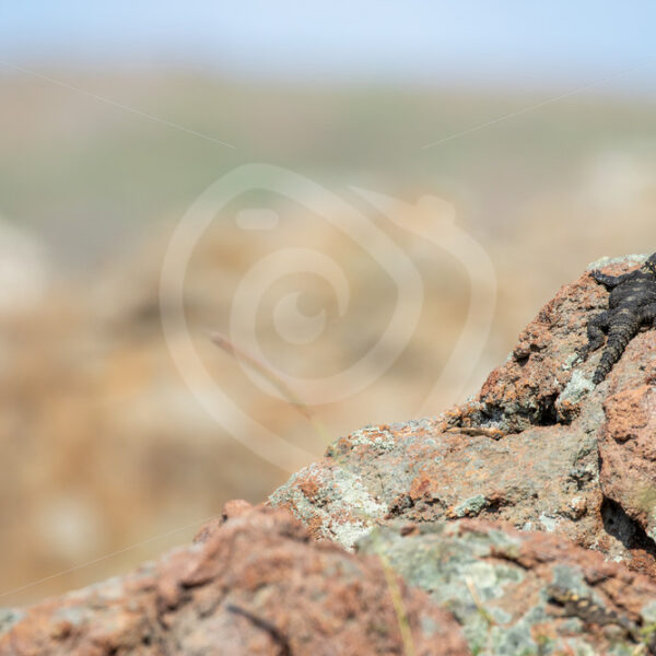 Roughtail rock agama (Laudakia stellio) on the highest rock in the field, Lesvos, Greece - Nature Stock Photo Agency