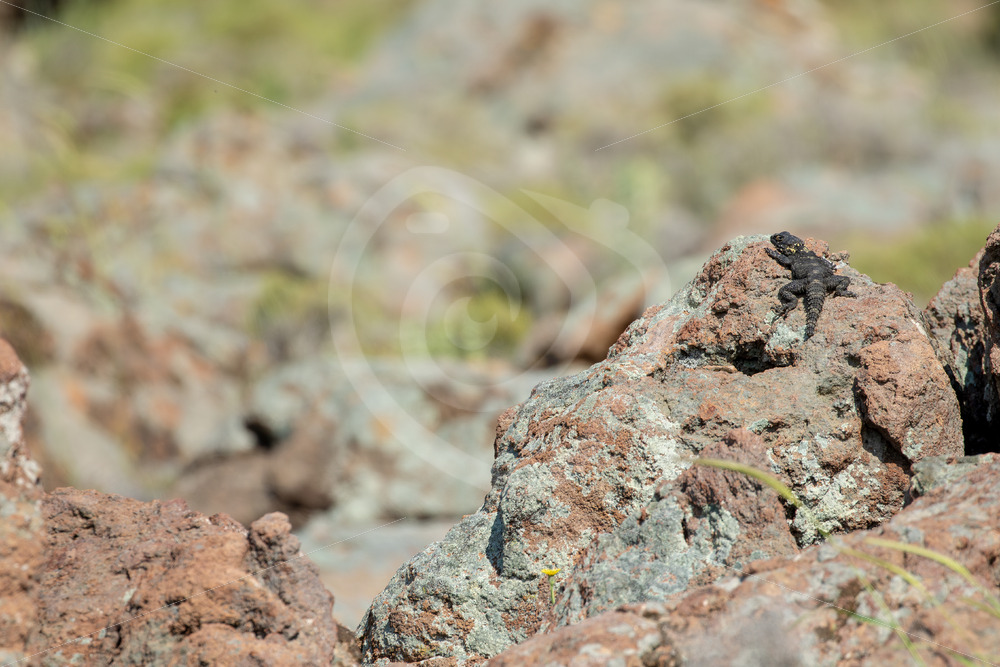 Roughtail rock agama (Laudakia stellio) on the highest rock in the field, The Greek Island of Lesvos, Greece - Nature Stock Photo Agency