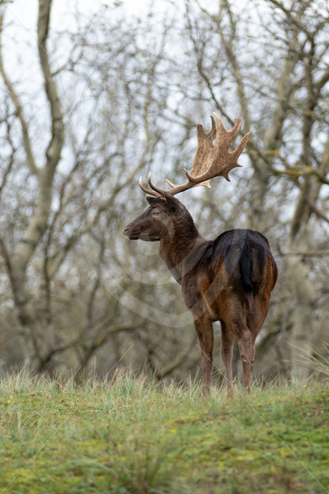 Dark buck fallow deer on top of the hill in The AWD, Zandvoort, The Netherlands - Nature Stock Photo Agency