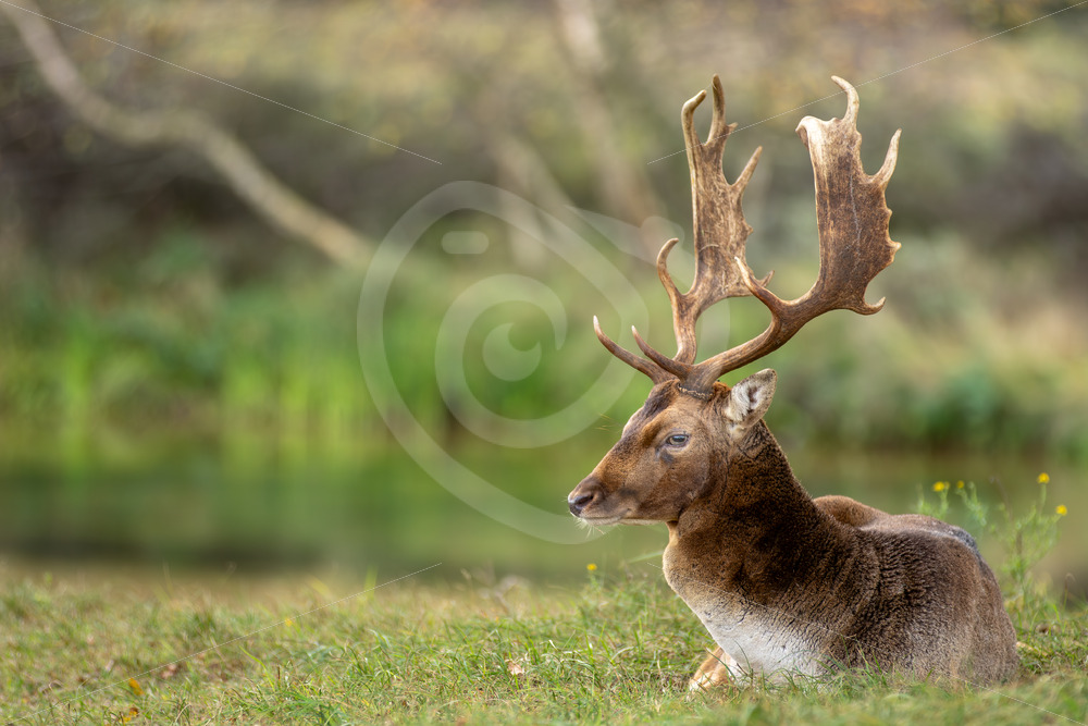 Dark  fallow deer (Dama dama) relaxing under a tree, AWD, The Netherlands - Nature Stock Photo Agency