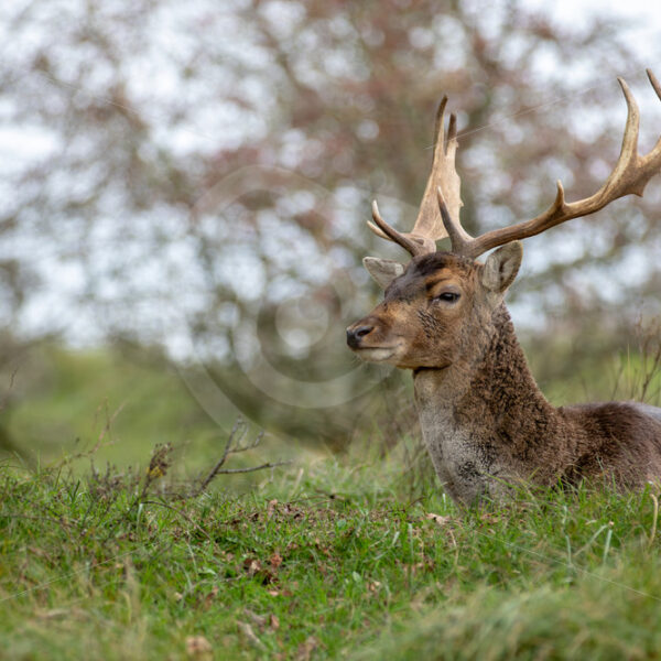 Dark fallow deer resting in the field, Zandvoort, The Netherlands - Nature Stock Photo Agency