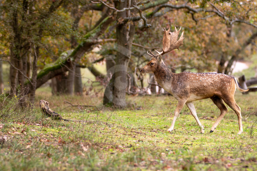 European fallow deer (Dama dama) walking into the woods, The Netherlands - Nature Stock Photo Agency