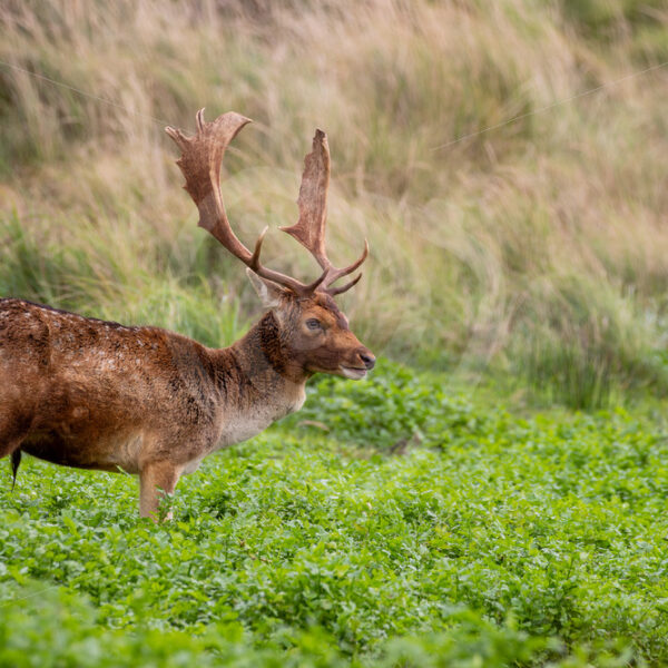 Fallow deer (Dama dama) grazing in a creek, AWD, The Netherlands - Nature Stock Photo Agency