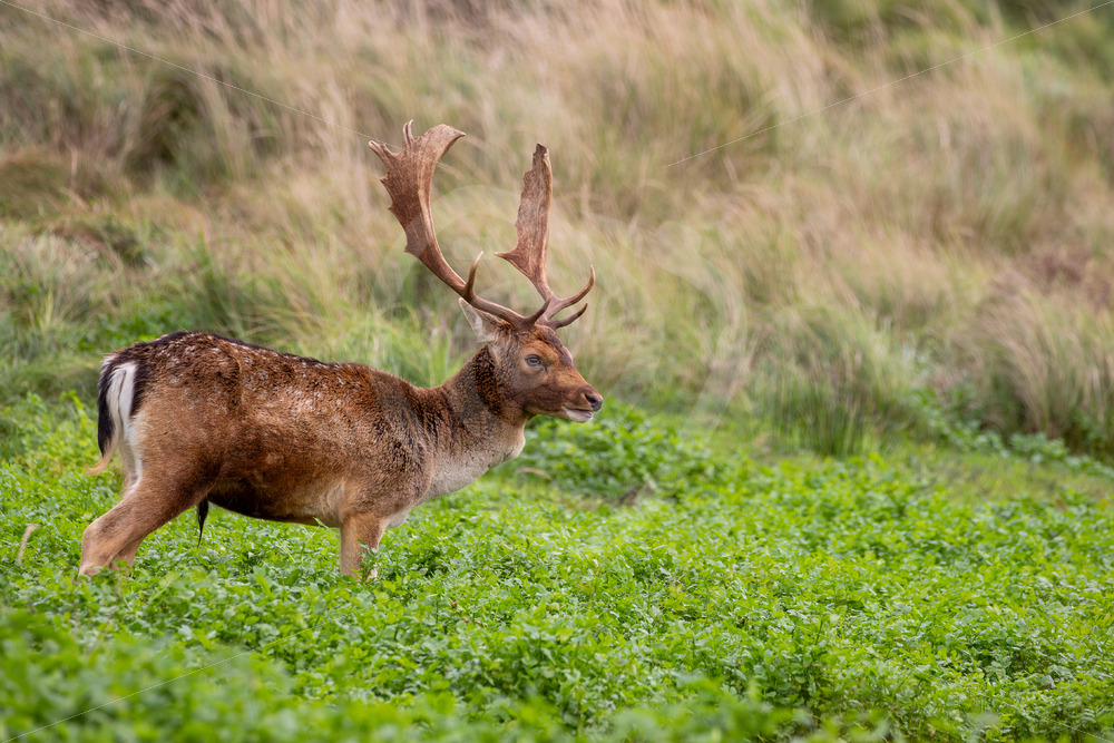 Fallow deer (Dama dama) grazing in a creek, AWD, The Netherlands - Nature Stock Photo Agency
